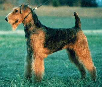 Dixie