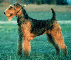 Dixie