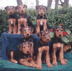 Seven Puppies