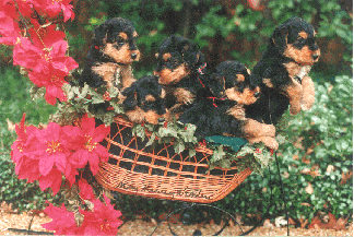 Puppies in Basket