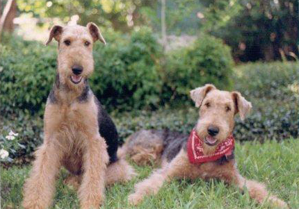 Tex & Sadie 1988